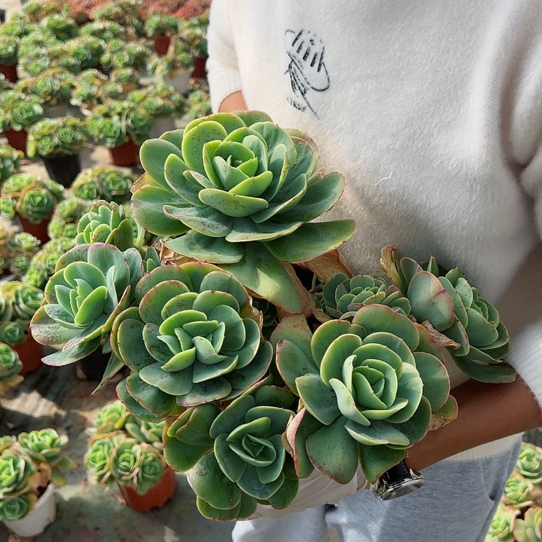 鸡蛋碧桃大群生整桩