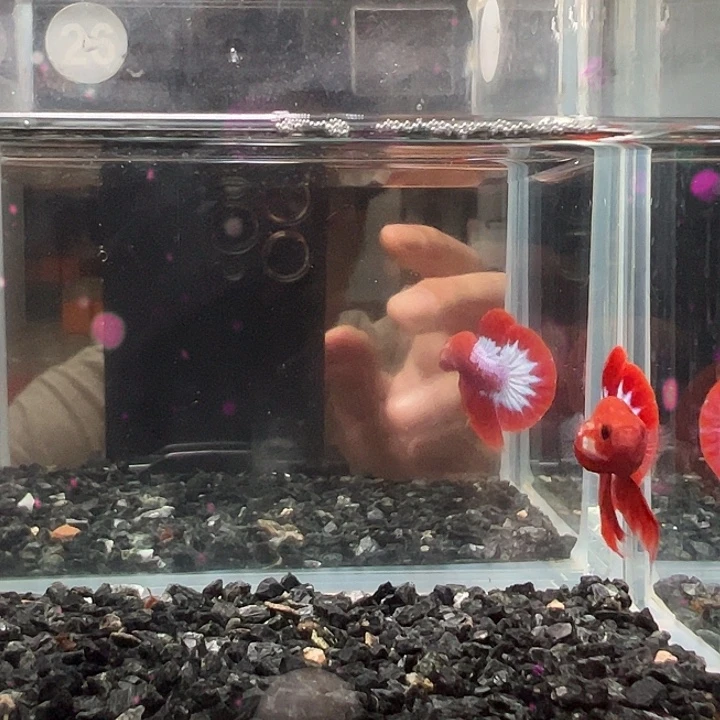 斗鱼满30包邮11日26