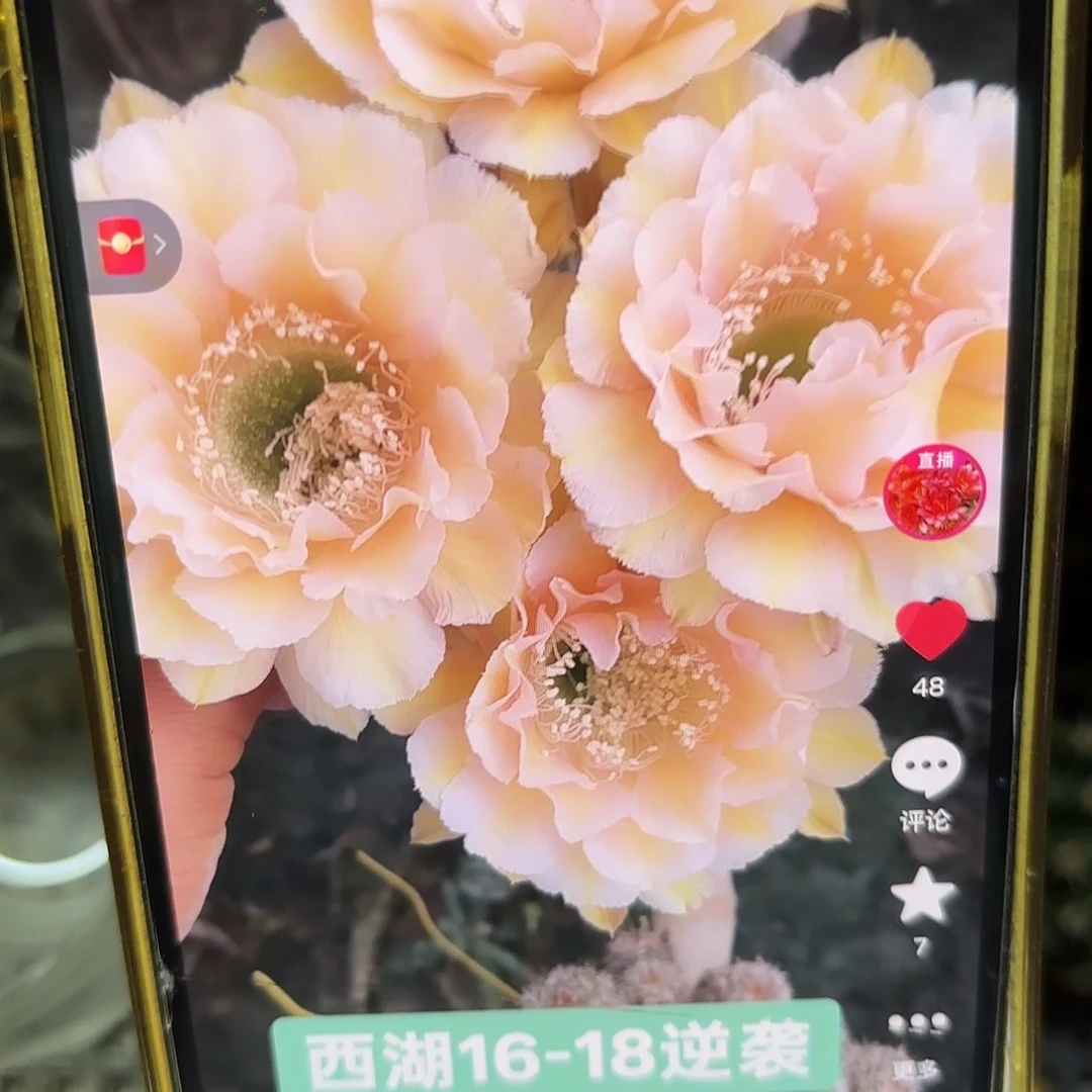 16-18彩20包邮仙人球28