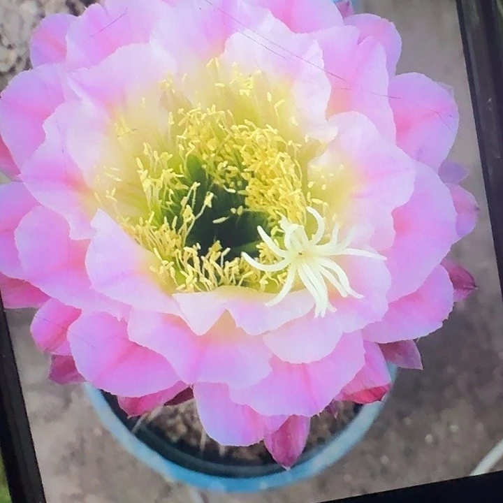 茉莉侧芽5公分毛花柱带香味