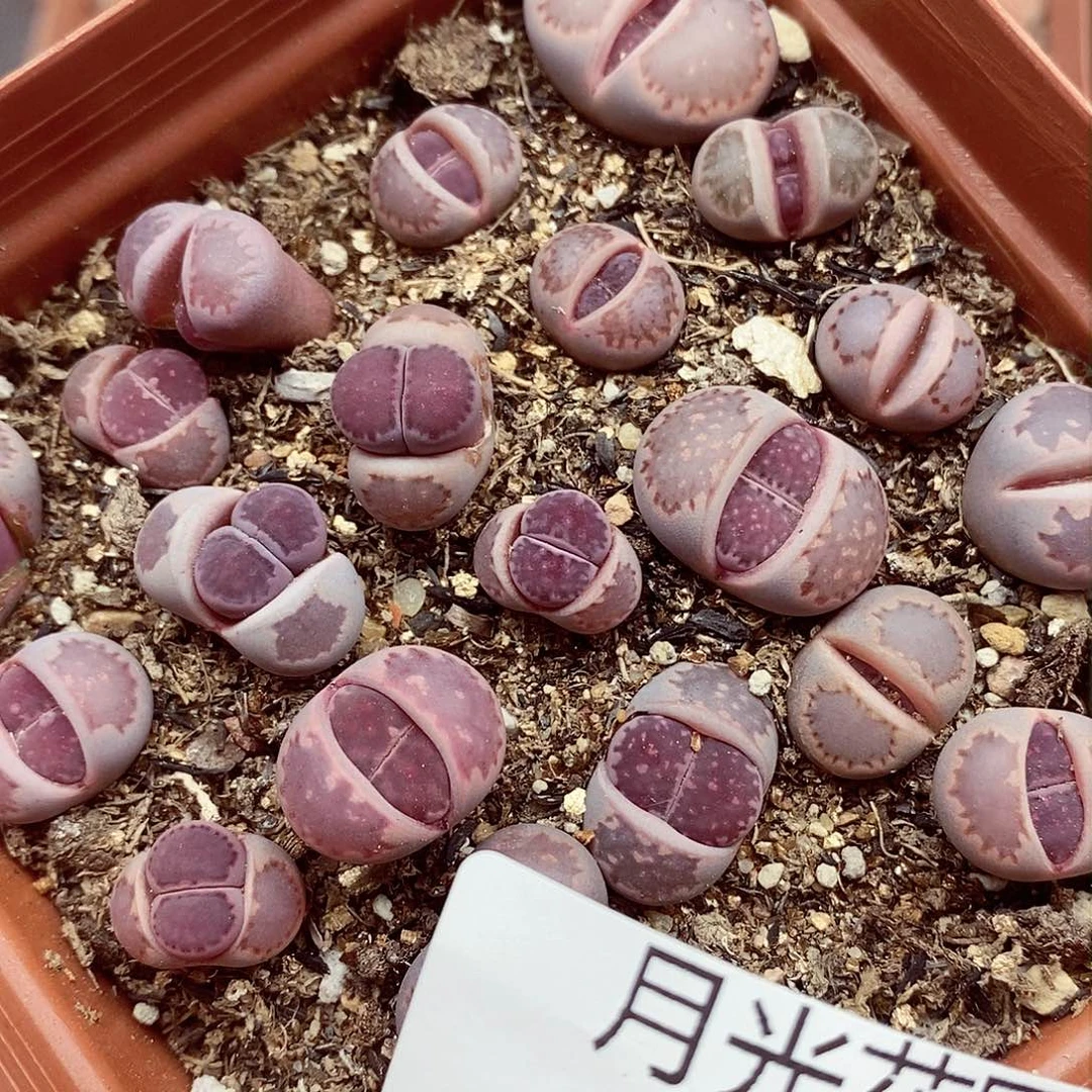 我想说我们不认识呀726