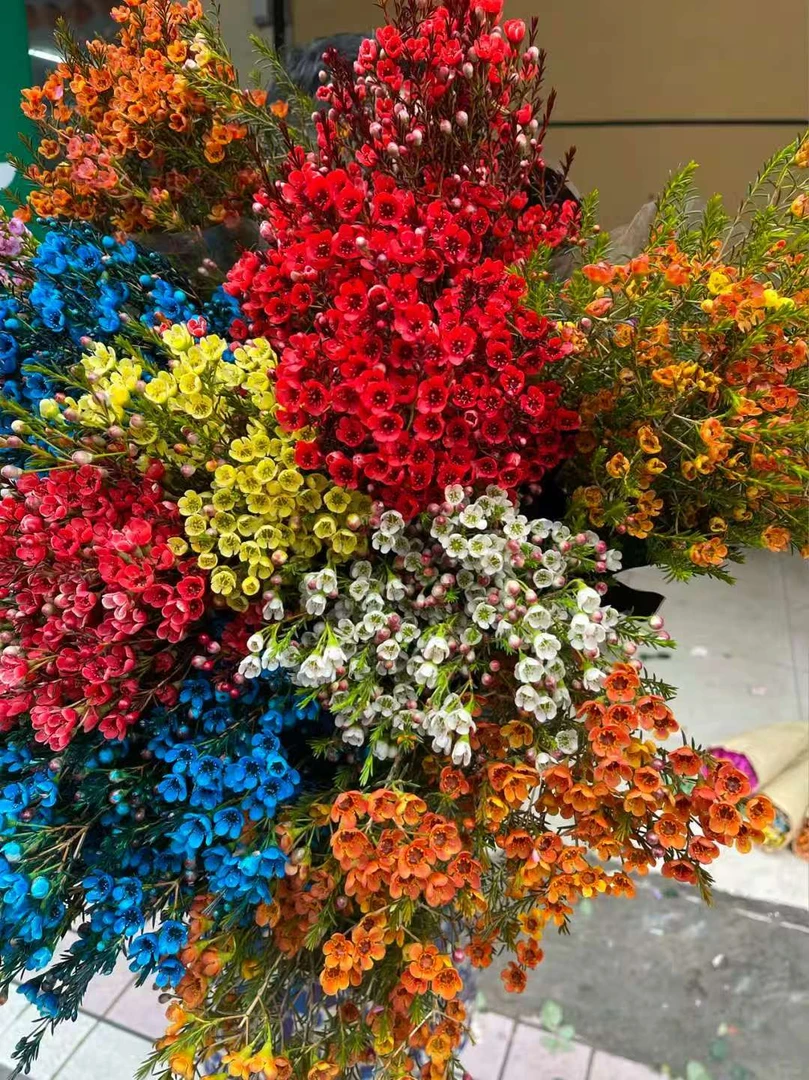 红色腊梅鲜花云南直发客厅摆设水培干养花卉室内水养