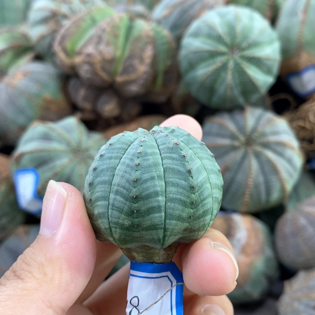 欧系实生布纹球 一物一拍