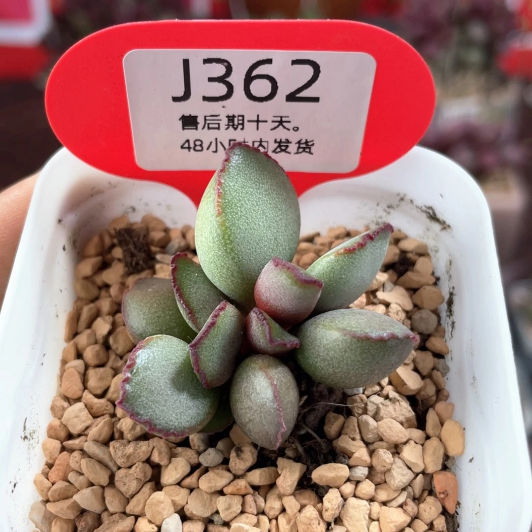 福利。         362。