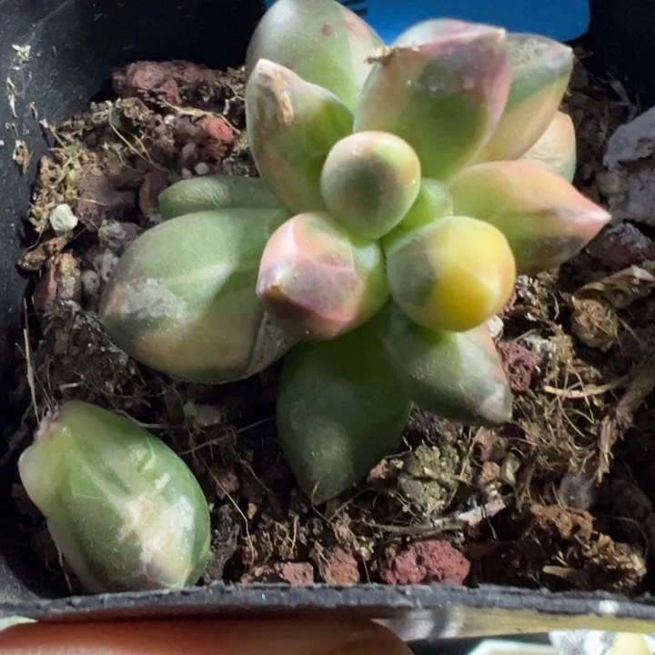 千代田锦多肉植物320