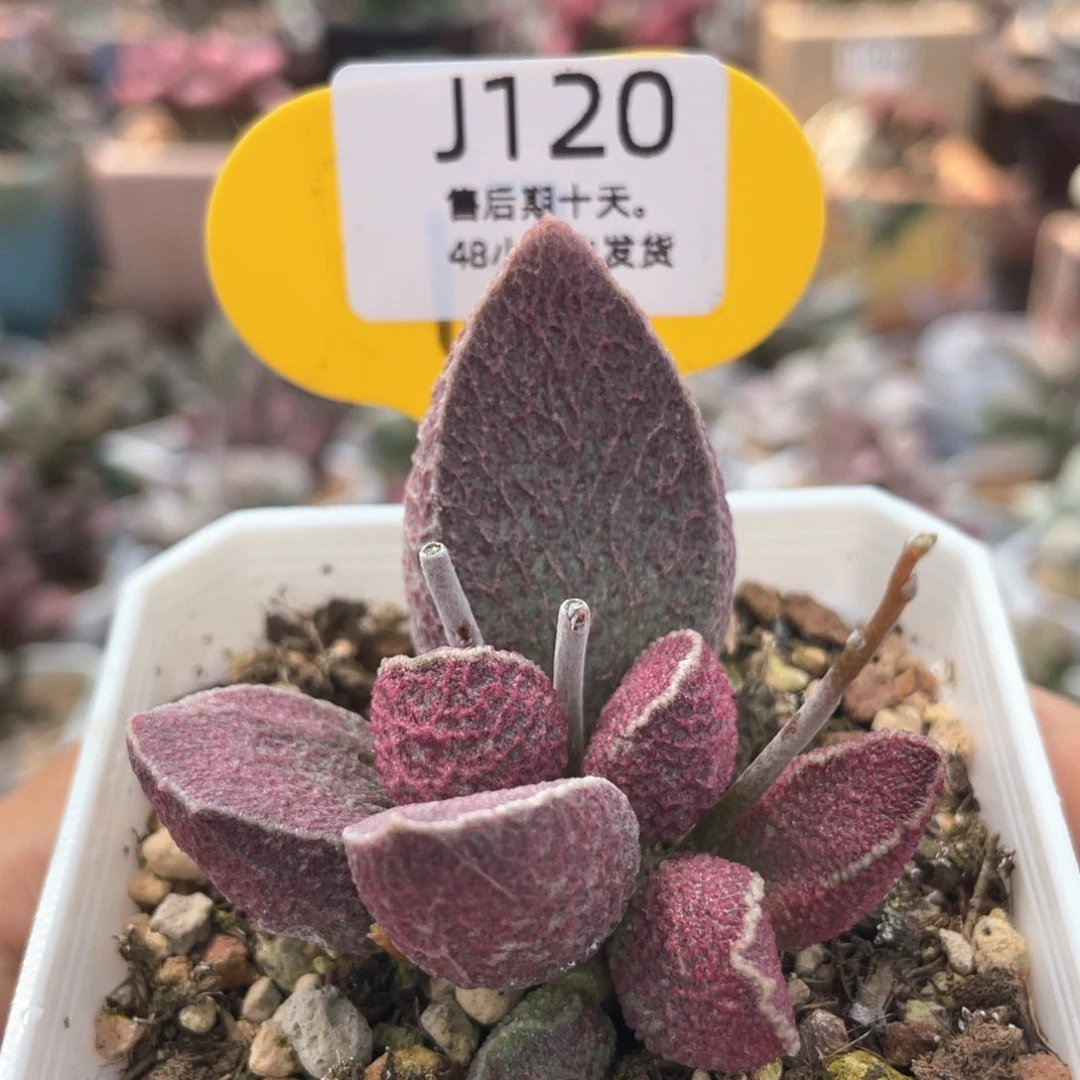 精***子       120。  福利。