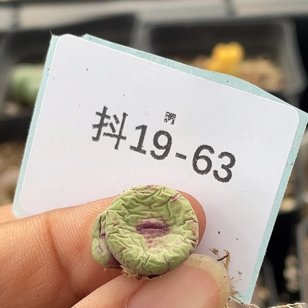 话***19-63肉锥多肉植物