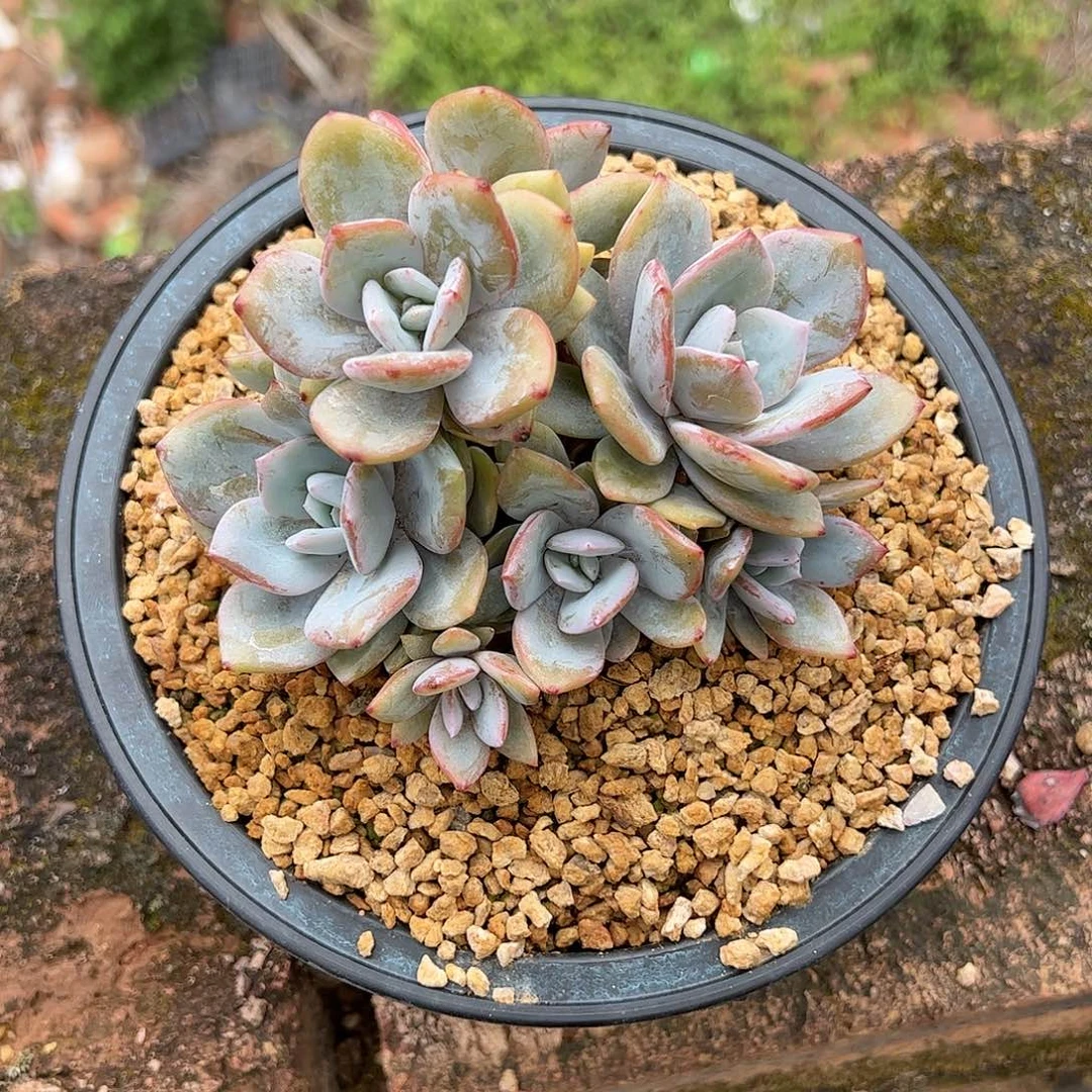 【闪购商品】奶茶群