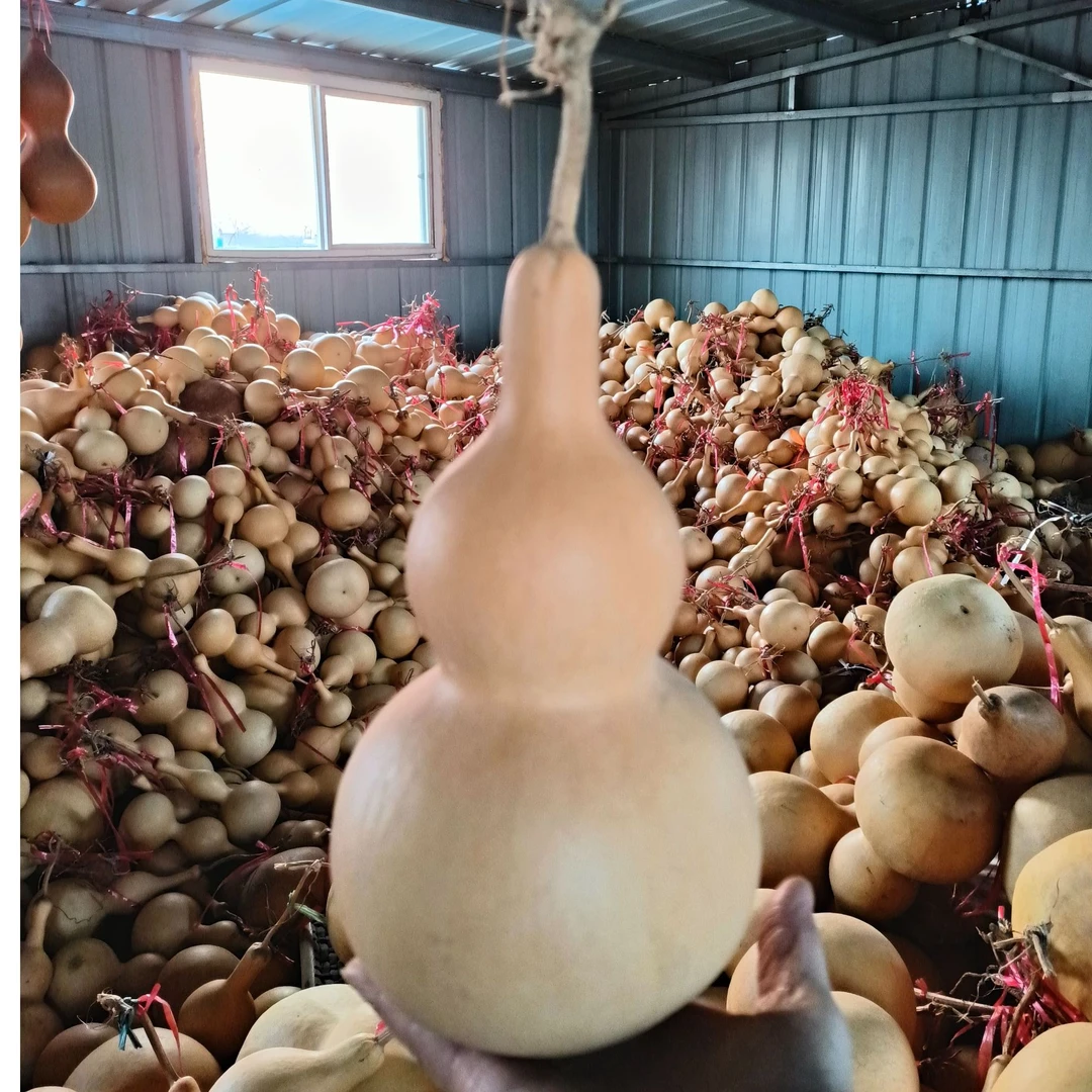 天然葫芦大中小号葫芦。一物一图
