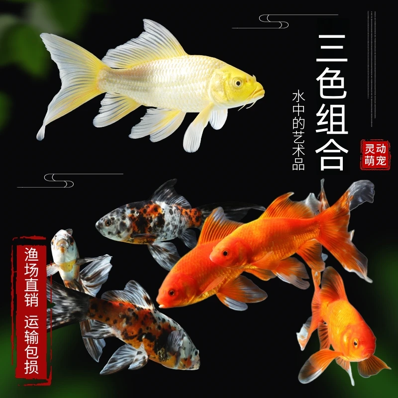05cm-08cm 15条 观赏鱼 黄红花 三色混搭（10条包活+05条备损）