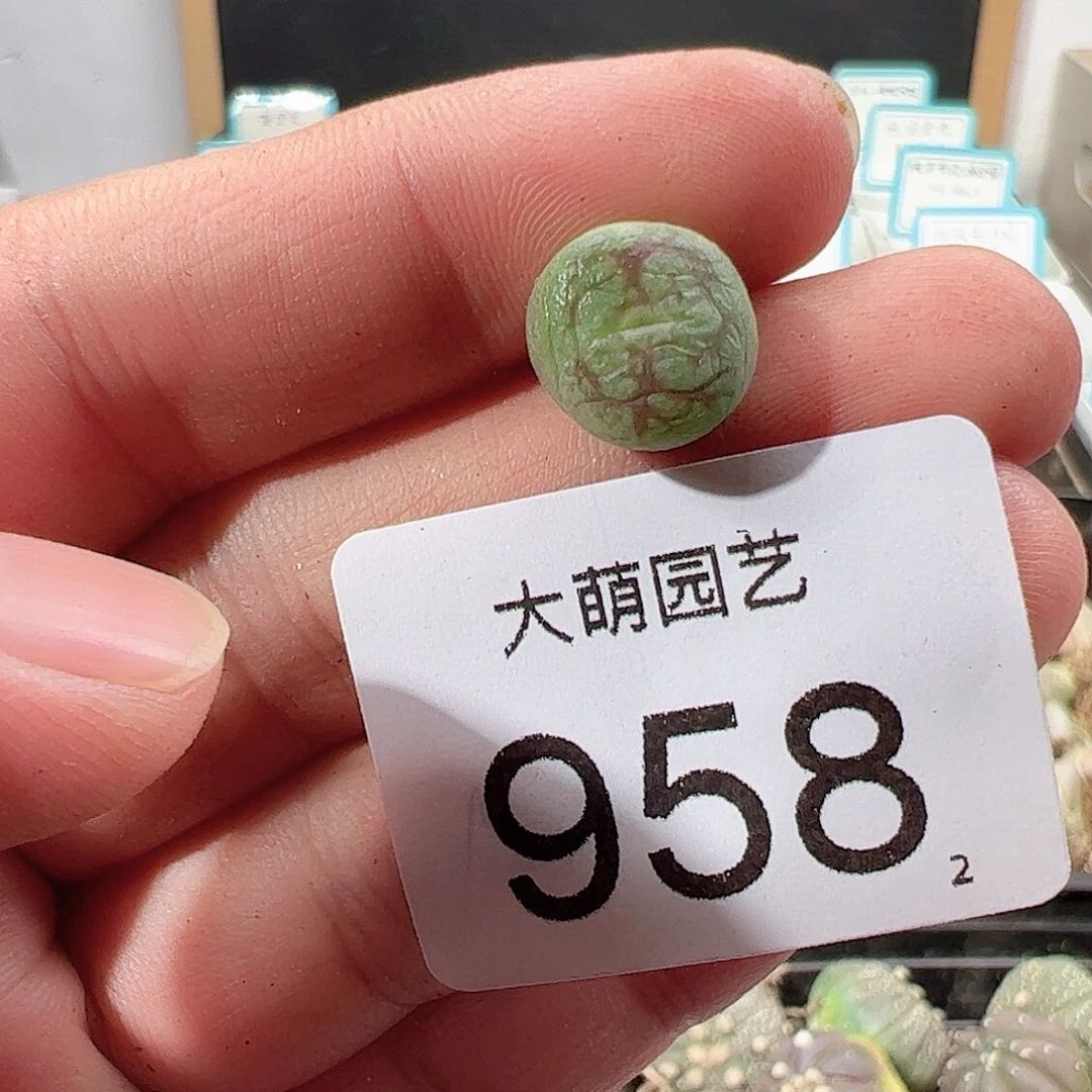 0000958 一物一拍……