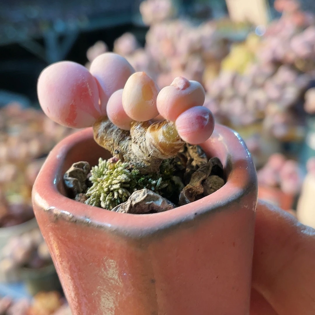 福*妮多肉植物的生长发育与生长