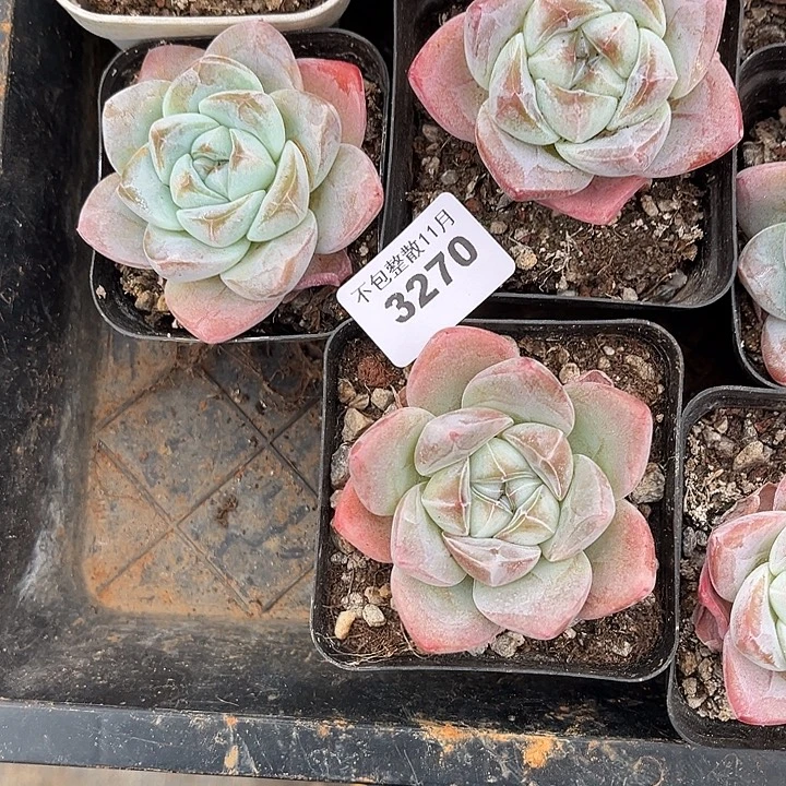 阿雅园艺。         3270冰玉三颗