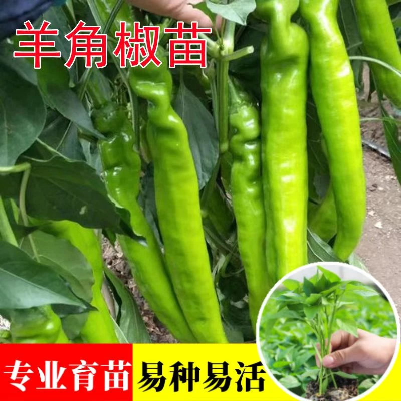 高产羊角椒苗辣椒苗秧大果尖椒青椒苗春季阳台盆栽四季种蔬菜苗