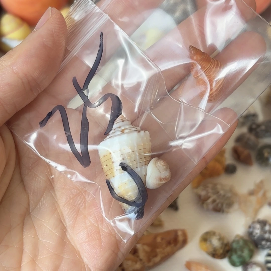 u***天然海螺标本福利