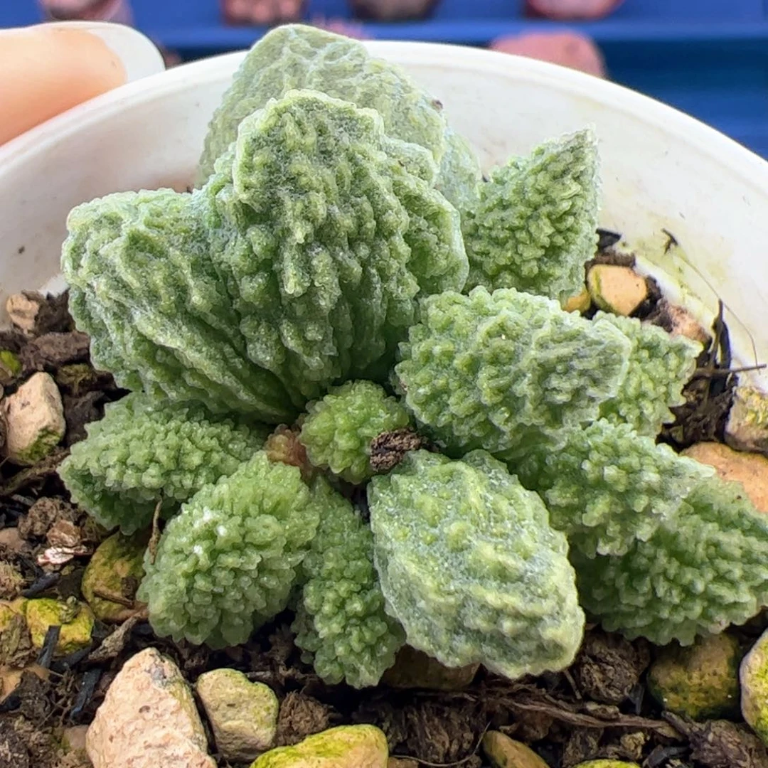 翠绿石。