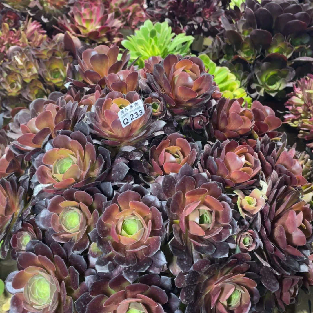 233荷兰多肉法师断枝不包