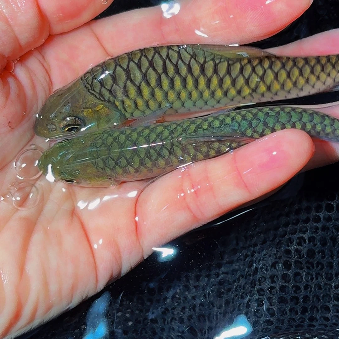 吉罗鱼印度墨脱 马来西亚巴拉