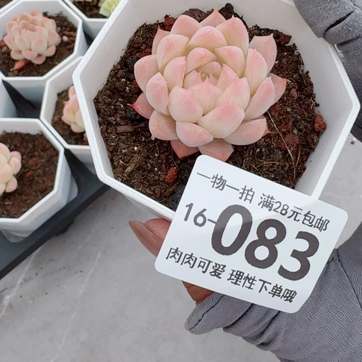 白桃汽水无盆土发货多肉多