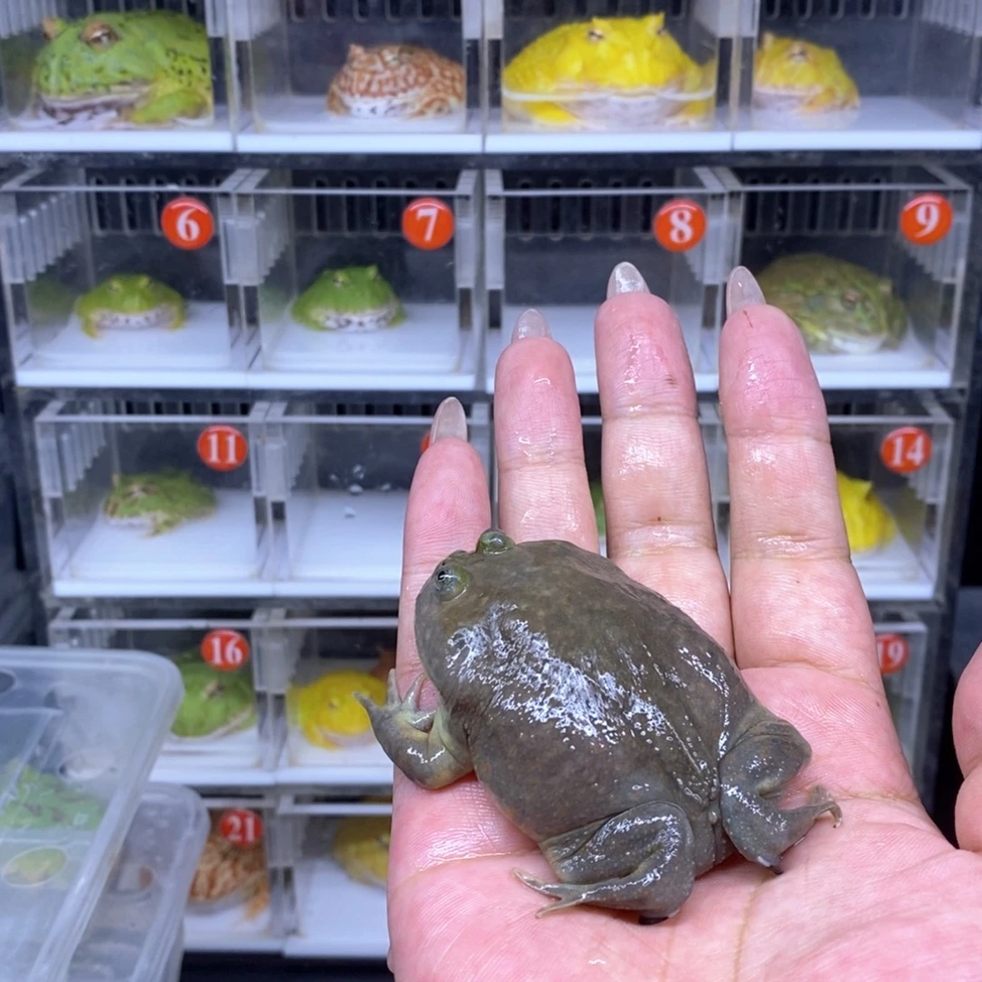 角蛙恭喜发财大吉大利