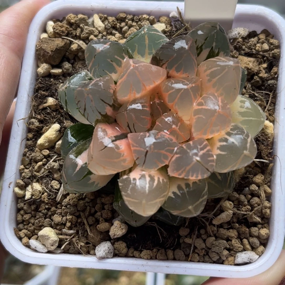 86红太阳玉露锦糊斑趋势