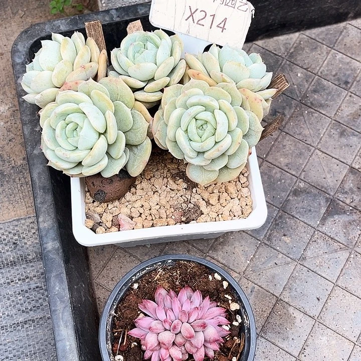 我是你的小可爱啊我的小可爱啊呜呜