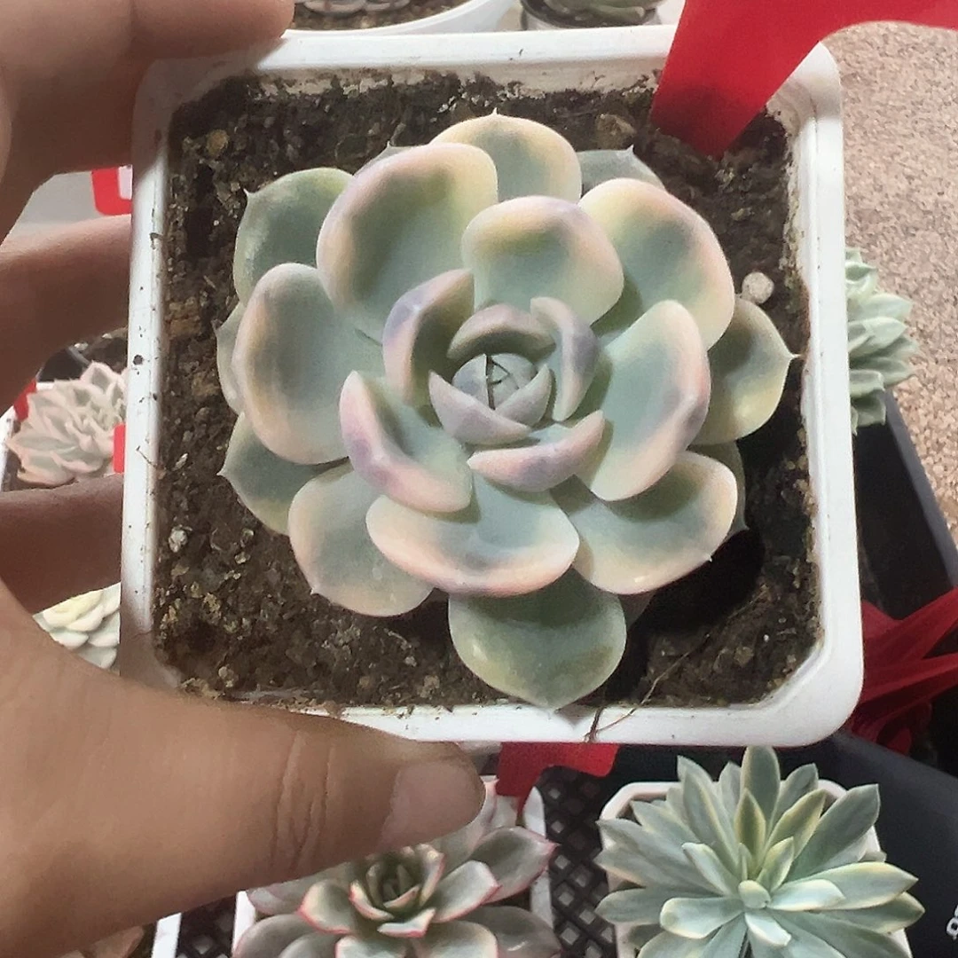 170号汉堡锦多肉植物