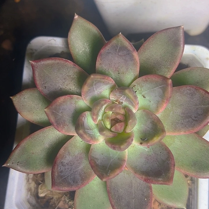 糖心美人大单头特价美肤