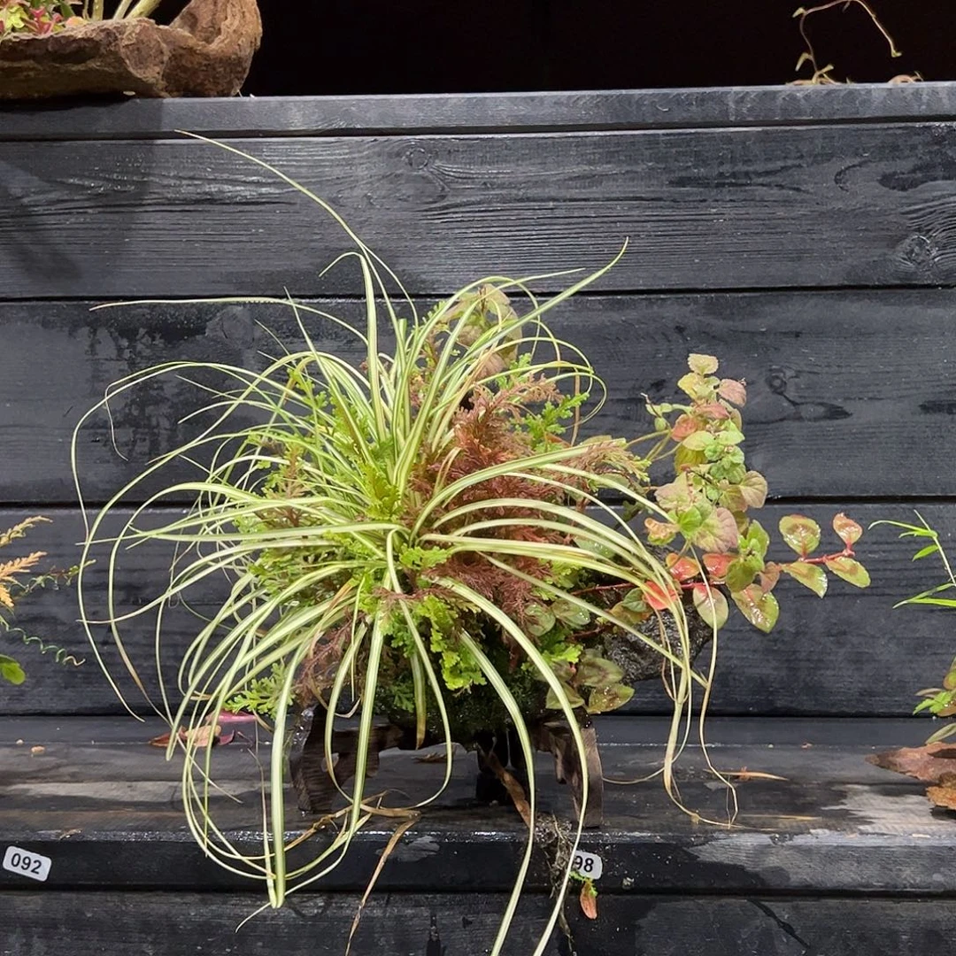 无花朵日本山野草