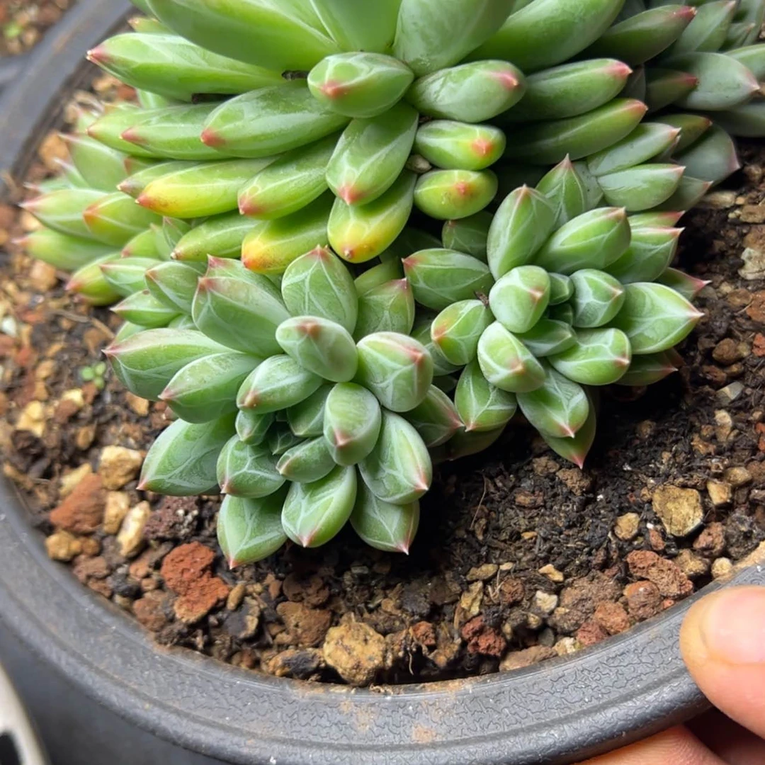 【闪购商品】陨石多肉39.8