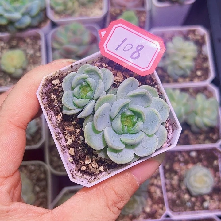 特价甜心多肉植物