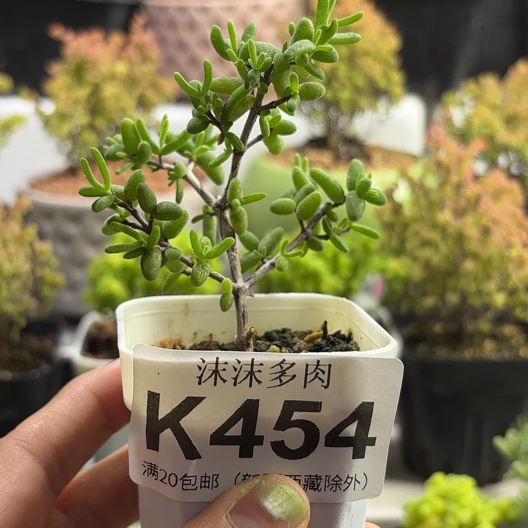 忆***溪454碧玺枝干番杏福利