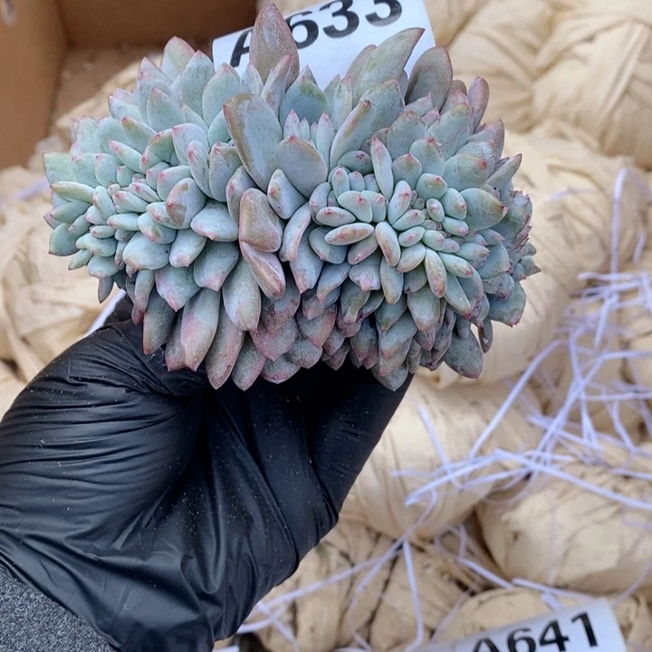 大****633 石榴籽缀哇哇哇哇