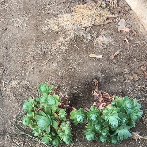 优**梦山地玫瑰二棵多肉28