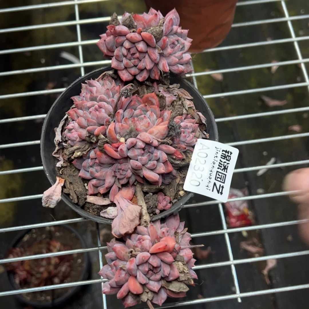 霜花一物一拍2320