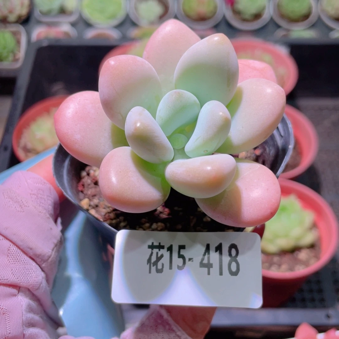 花利美15-418洛神