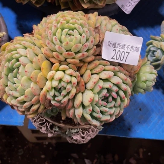 暖*白胖子2007多肉