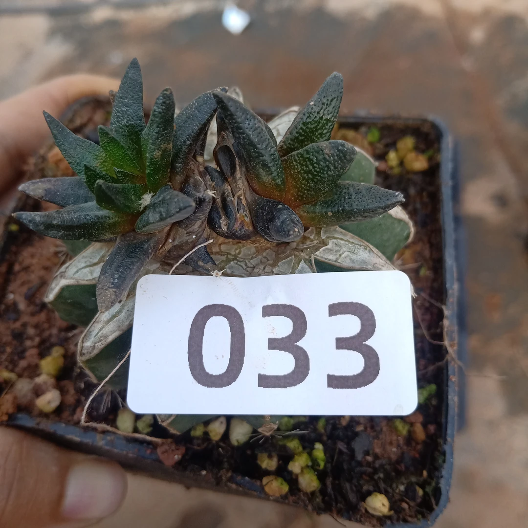 033号草球嫁接仙人球苗，龙，角