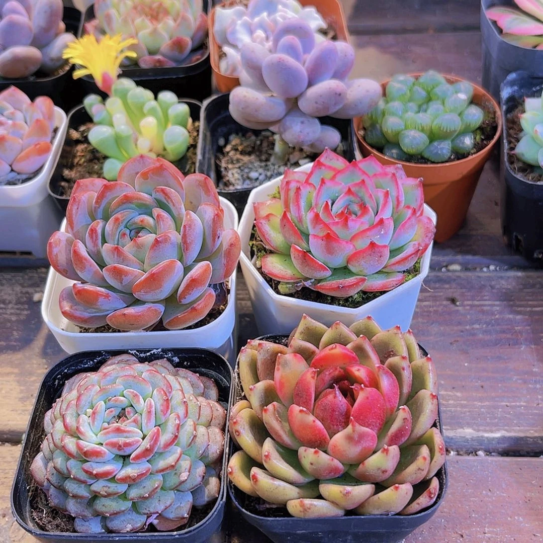 如图4盆111111111111111111111