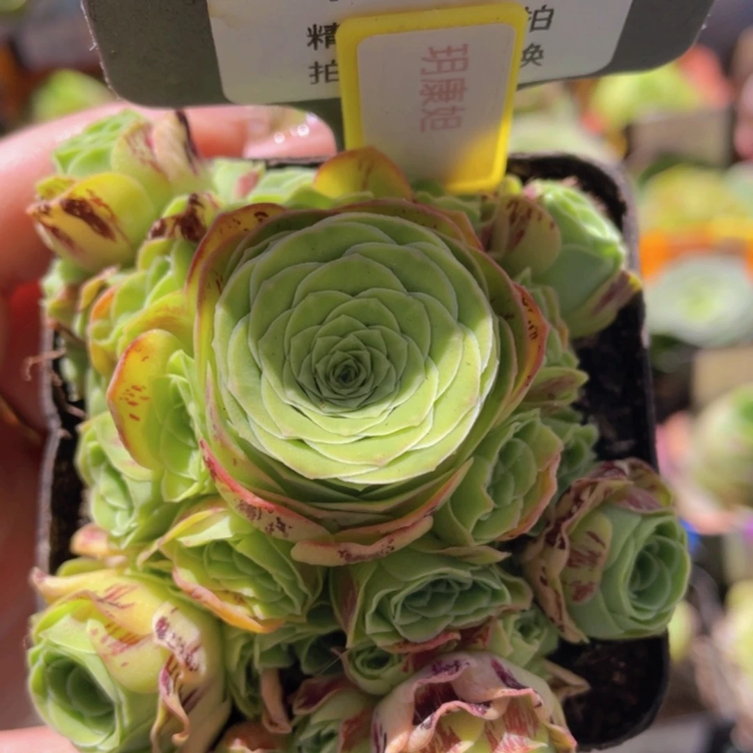 玥康妲玫瑰一物一拍670