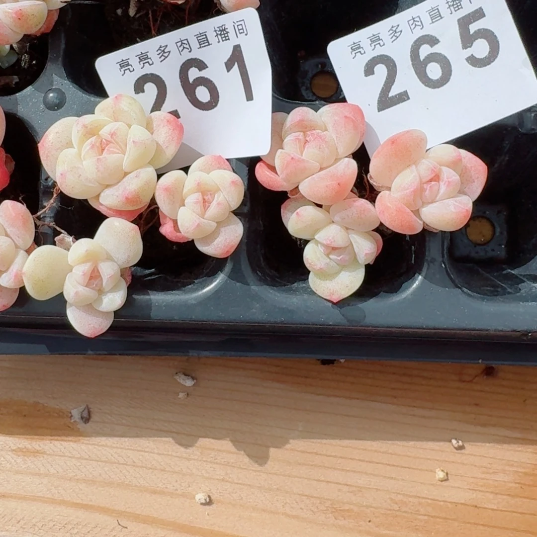 绿***粉冰玉愿岁月温柔待你，未来闪闪发光。