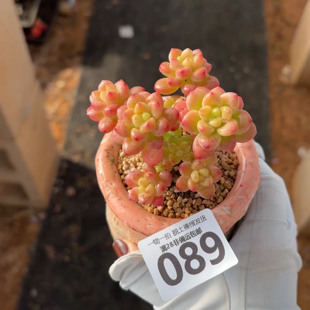 香格里拉无盆土发货