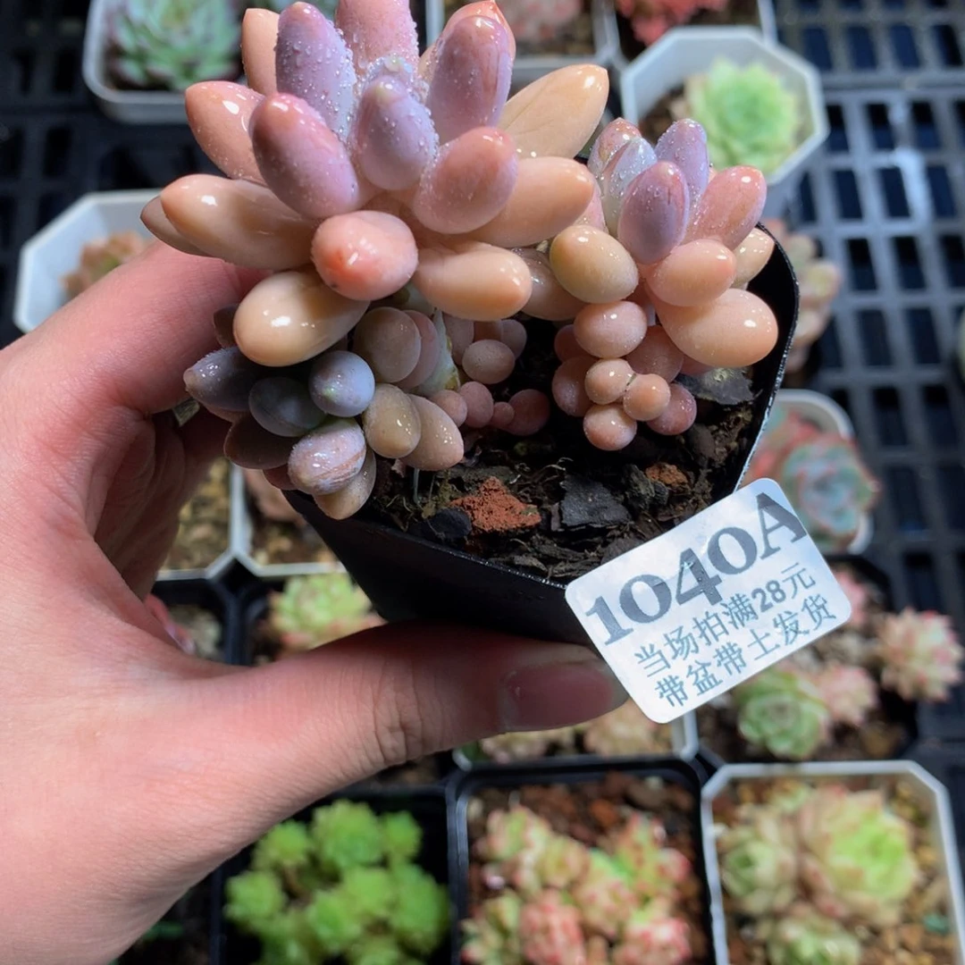 5厘米盆精控多肉1040