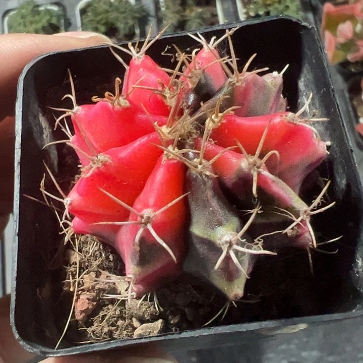 自然牡丹锦精品多肉