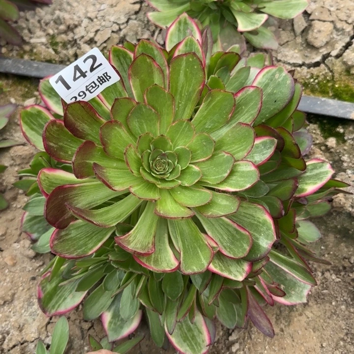 莲花座……多肉植物……