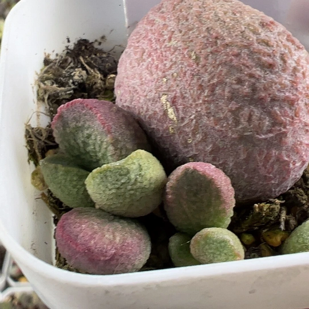 88粉色磨砂纹实生新品