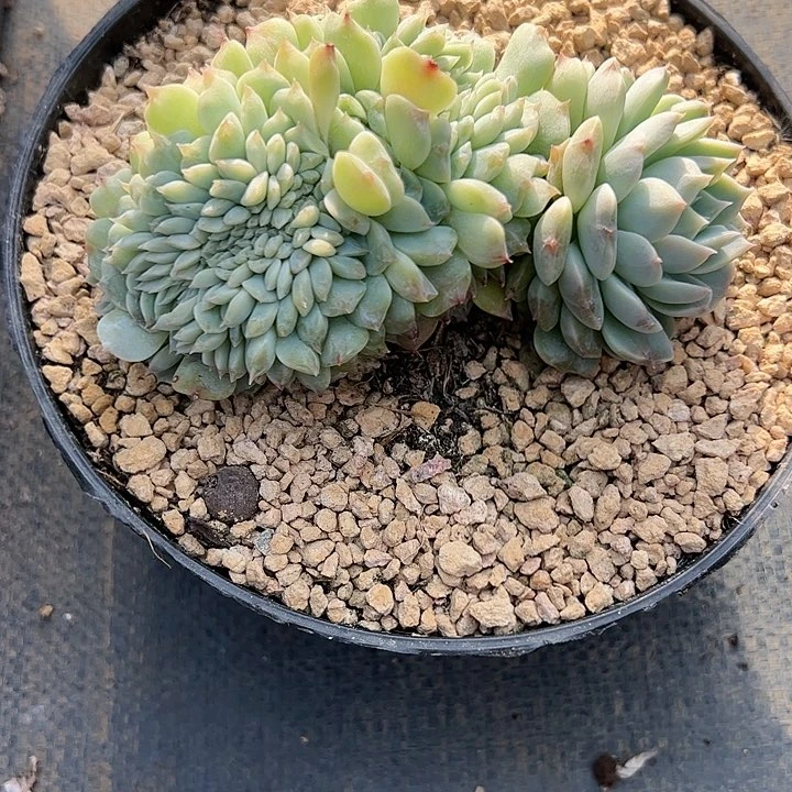 【闪购商品】冰皮缀化