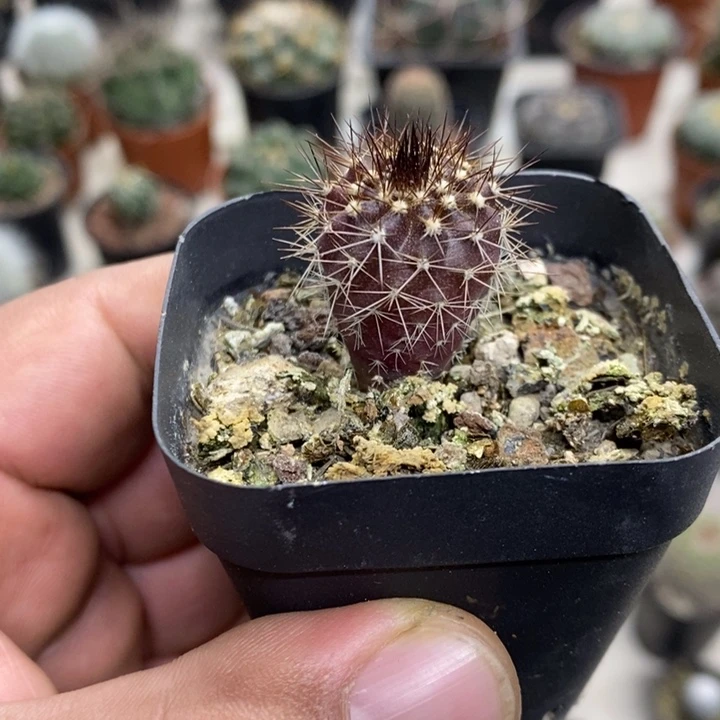 实生紫皮尤博球特价