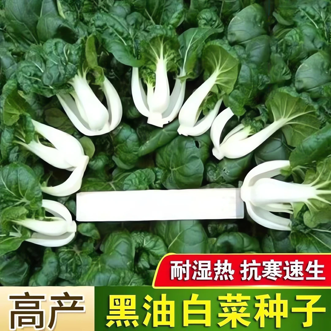 四季播黑奶油白菜种子原装脆甜黑叶矮脚奶白菜种籽小白菜蔬菜种子