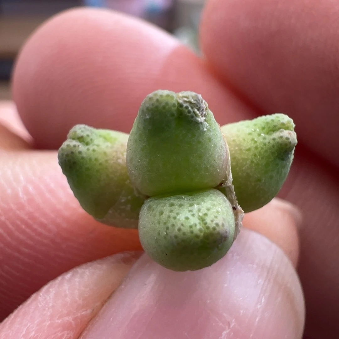 649。开播福利。多肉植物